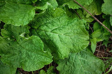 Yaratıcı çiçek yeşili arka plan, yeşil yapraklar. Boşluğu kopyala