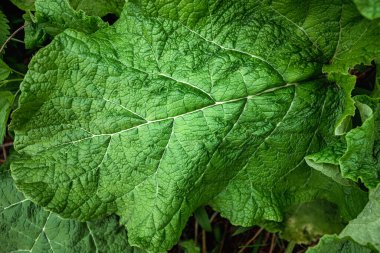 Yaratıcı çiçek yeşili arka plan, yeşil yapraklar. Boşluğu kopyala