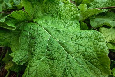 Yaratıcı çiçek yeşili arka plan, yeşil yapraklar. Boşluğu kopyala