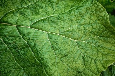 Yaratıcı çiçek yeşili arka plan, yeşil yapraklar. Boşluğu kopyala