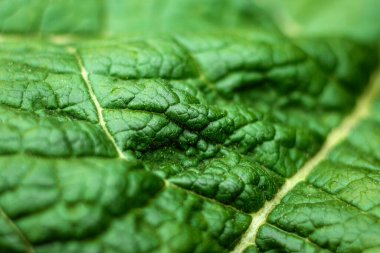 Yaratıcı çiçek yeşili arka plan, yeşil yapraklar. Boşluğu kopyala