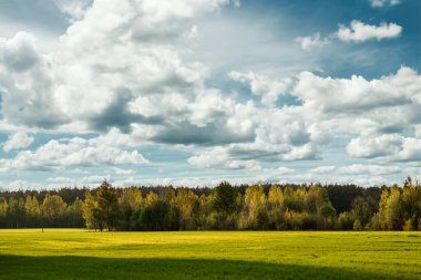 Güzel yaz manzarası yeşil orman ve mavi gökyüzü