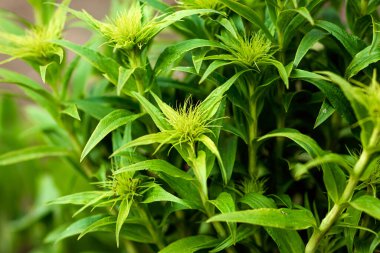 Yaratıcı çiçek yeşili arka plan, yeşil yapraklar. Boşluğu kopyala