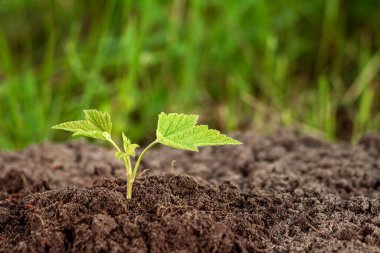 Yeşilliğin arka planına karşı yeşil bir filiz çıkıyor. İş kavramı, yeni bir başlangıç, yeni bir hayat. Boşluğu kopyala