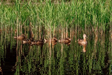 Ördekli kahverengi bir ördek suda sırayla yüzer. Aile, ilişki, kuşlar konsepti