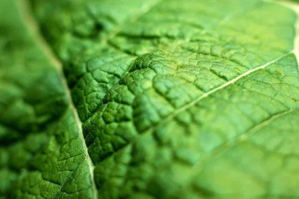 Kreative Floralen Grünen Hintergrund Grüne Blätter Hintergrund Kopierraum — Stockfoto