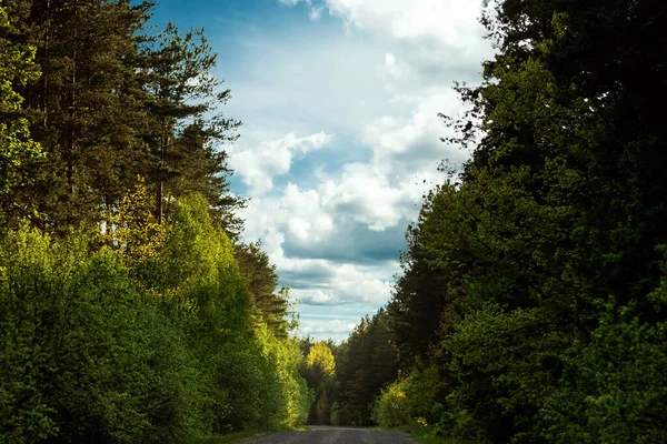 Güzel Yaz Manzarası Ormandaki Yeşil Orman Yol — Stok fotoğraf