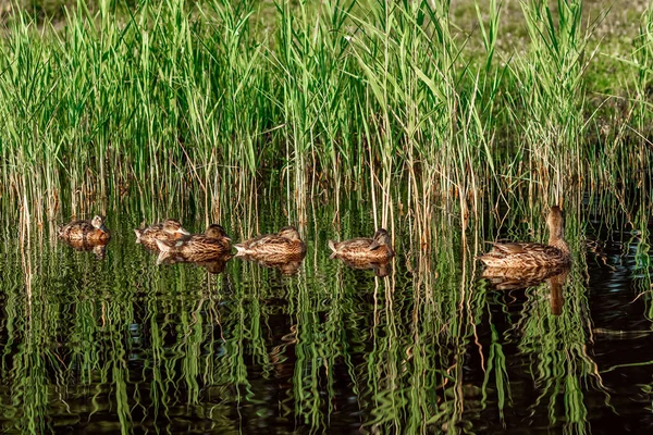 Canard Brun Avec Des Canetons Nage Dans Eau Ligne Famille — Photo