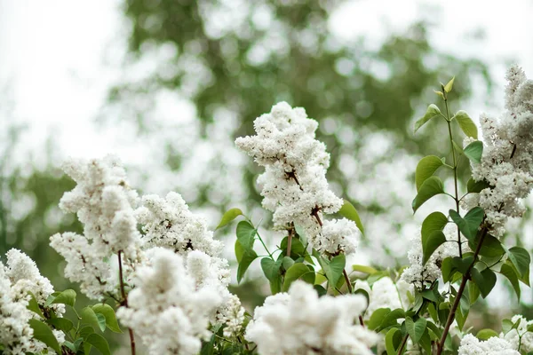 Witte Bloemen Een Boomtak Bladeren Seringen Een Groene Achtergrond — Stockfoto