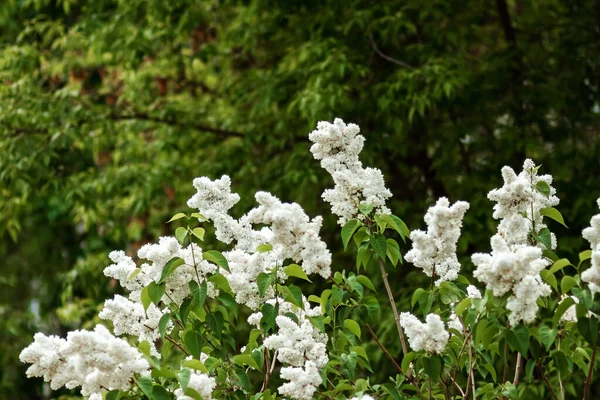 Flores Blancas Una Rama Árbol Hojas Lilas Sobre Fondo Verde — Foto de Stock