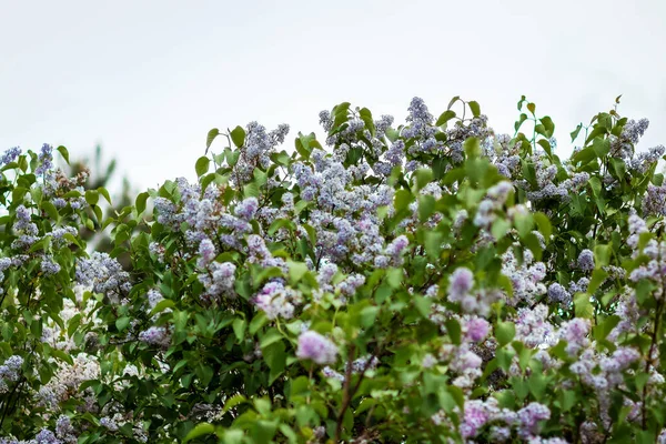 Lilac branches, flowers on the branches. Green background