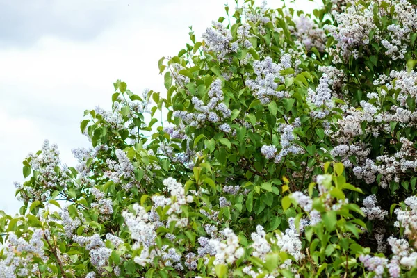 Lilac Branches Flowers Branches Green Background — Stock Photo, Image
