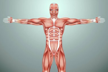 İnsan kaslarının yapısı, kas sisteminin biyolojisi. İnsan anotomisi konsepti. 3B illüstrasyon, 3B canlandırma