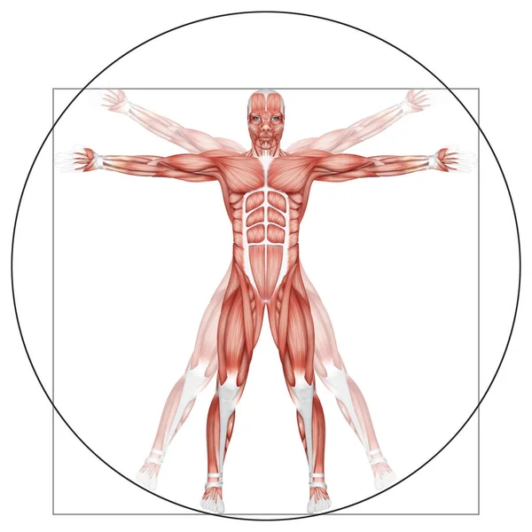 Vitruvian Man Structure Human Muscles Biology Muscular System Human Anotomy — Stock Photo, Image