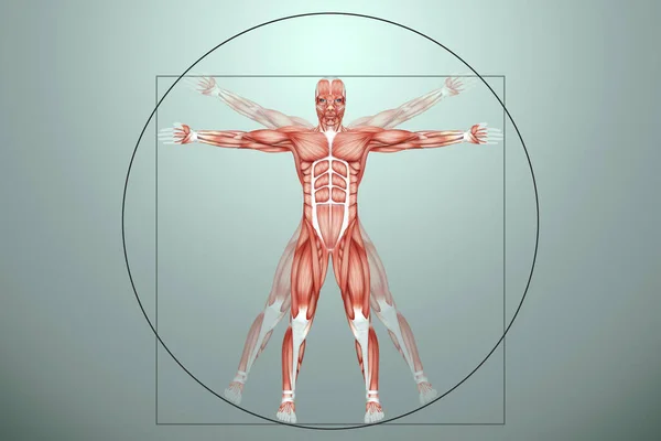 Vitruvian Man Structure Human Muscles Biology Muscular System Human Anotomy — Stock Photo, Image