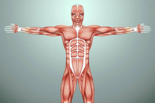 Structure Des Muscles Humains Biologie Système Musculaire Concept Anotomie Humaine — Photo