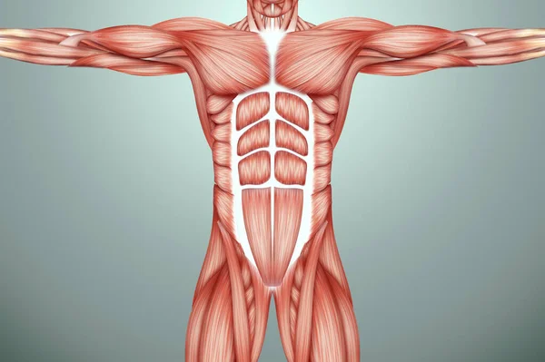 Структура Человеческих Мышц Биология Мышечной Системы Понятие Анотомии Человека Иллюстрация — стоковое фото