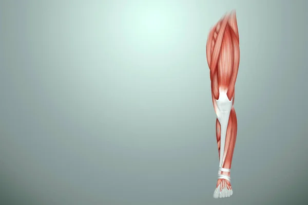 Bacağındaki Insan Kaslarının Yapısı Kas Sisteminin Biyolojisi Nsan Anotomisi Konsepti — Stok fotoğraf