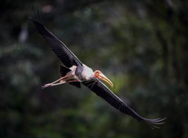 Kuala Lumpur 'daki hayvanat bahçesinde bir süt leyleği görüldü..