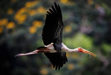 Kuala Lumpur 'daki hayvanat bahçesinde bir süt leyleği görüldü..