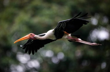 Kuala Lumpur hayvanat bahçesinde bir Milky Stork görüldü..