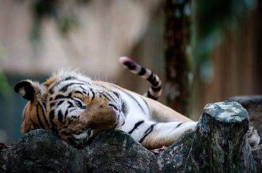  Kaplan Kuala Lumpur 'daki hayvanat bahçesinde dinlenirken görülüyor..