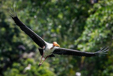 Kuala Lumpur 'daki hayvanat bahçesinde bir süt leyleği görüldü..