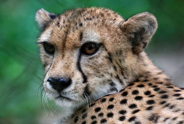 Leopardo Descansando Zoológico Kuala Lumpur —  Fotos de Stock