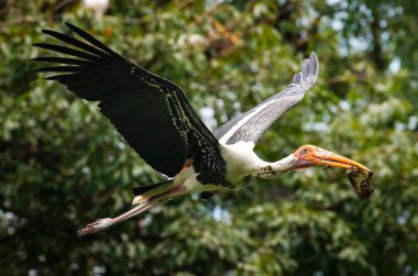 Kuala Lumpur 'da bir hayvanat bahçesinde sütçü leylek görüldü..