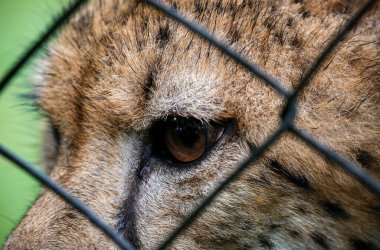 Kuala Lumpur 'da bir hayvanat bahçesi bölgesinde bir leopar görüldü..