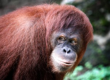 Kuala Lumpur 'da bir hayvanat bahçesi bölgesinde bir Orang Utan görüldü..