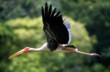 Kuala Lumpur 'da bir hayvanat bahçesinde sütçü leylek görüldü..