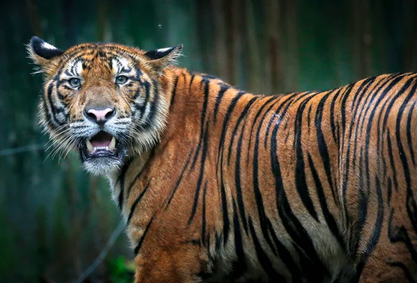 Tiger Reacts Zoo Area Kuala Lumpur — Stock Photo, Image