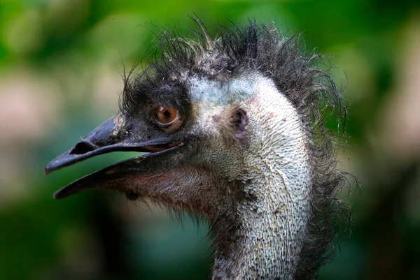 Ostrich Seen Zoo Area Kuala Lumpur — Stock Photo, Image