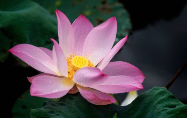 Kuala Lumpur 'daki gölette bir nilüfer görülür..