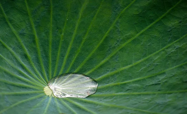 Water Dew Seen Leave Pond Kuala Lumpur — Stock Photo, Image