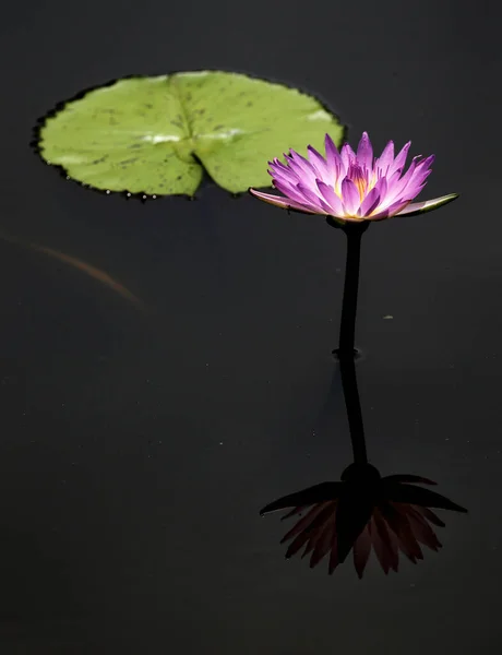 Kuala Lumpur Daki Gölette Mor Renkli Bir Nilüfer Çiçeği Görülür — Stok fotoğraf