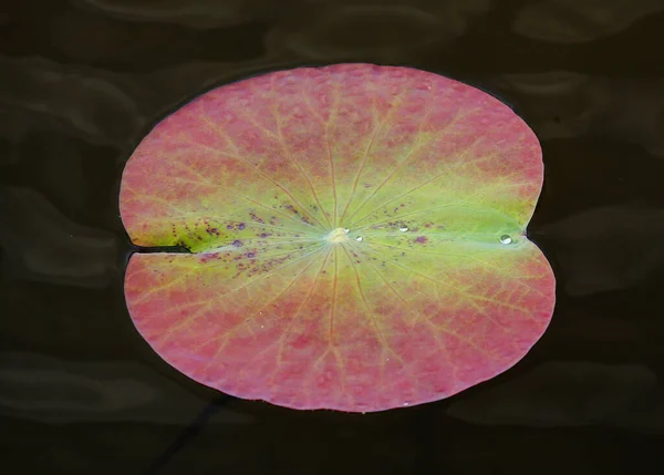 クアラルンプールの池に蓮の葉が見えます — ストック写真