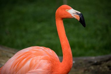 Pembe flamingo şehir Madrid, İspanya ve Phoenicopterus bilimsel adı olan bir Bahçe