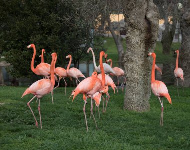 Pembe flamingo şehir Madrid, İspanya ve Phoenicopterus bilimsel adı olan bir bahçe ailesi