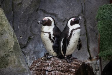 Başka bir aile üyesi için bekleyen bir taş üzerinde duran küçük penguenler çifti