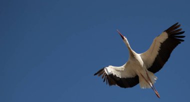İçinde belgili tanımlık geçmiş ve tamamen aerodinamik bir pozisyonda mavi gökyüzü ile orta uçuşta çekilen bir leylek