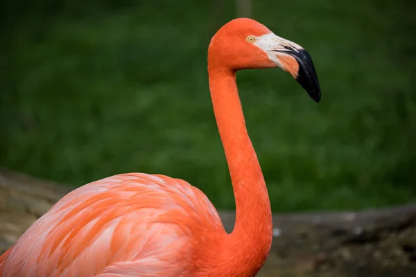 Pink Flamingo Garden City Madrid Spain Whose Scientific Name Phoenicopterus — Stock Photo, Image