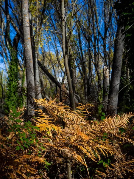 Grove Photographed Sunny Autumn Day Ochre Green Colours Entrance Sun — Stock Photo, Image