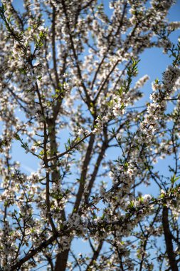 Bahar mevsiminde badem çiçekleri