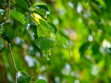 Çiy damlaları ile bir ağacın yeşil yaprakları görüntü