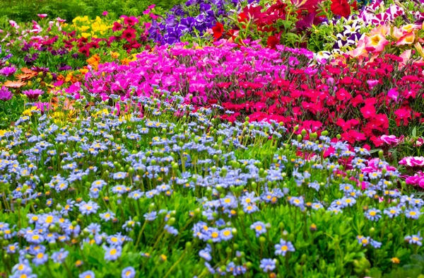 異なる色の花を持つ庭 — ストック写真