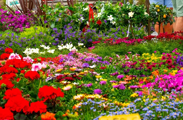 Garten mit Blumen in verschiedenen Farben — Stockfoto