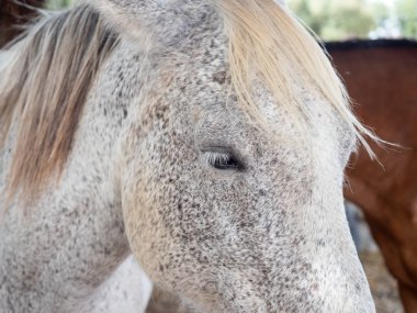 Bir at başkanı Close-Up