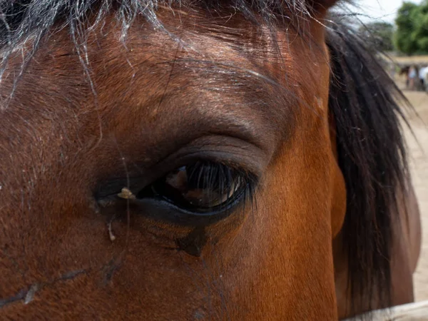 Primer plano de la cabeza de un caballo —  Fotos de Stock